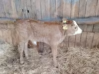 Bulle, Limousin-Kuh — Foto 3