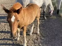 Caballo, Caballos — foto 3