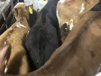 Bovinos (lote, sexo no especificado), Simmental cattle — foto 6