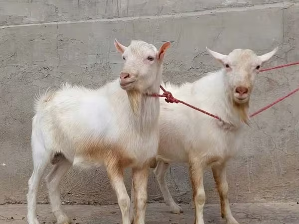 Коза, Зааненская коза
