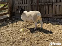 Kos, Dorper sheep — 5. fotó