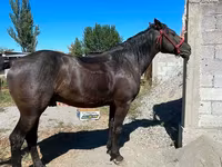 Caballo, Karabair horse — foto 2