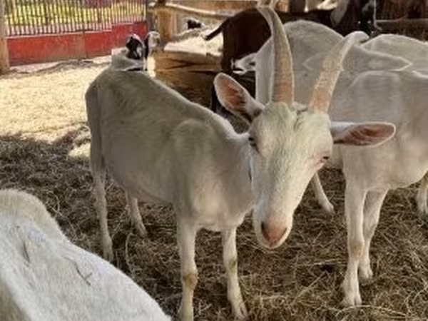 公山羊, Saanen goat