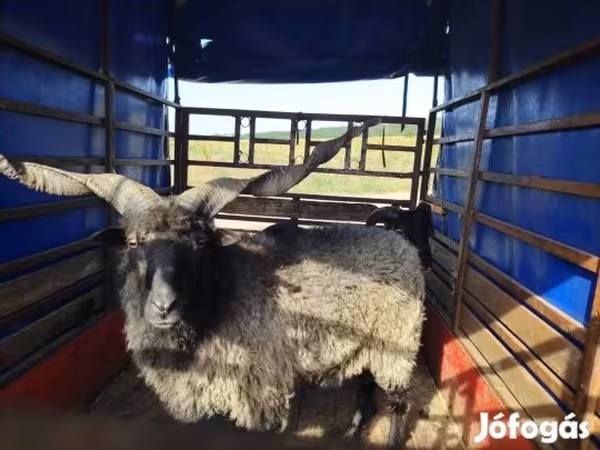 Kos, Racka sheep — Magyarország