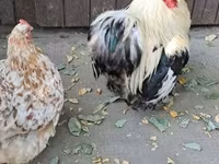 Pekin Bantam — photo 4