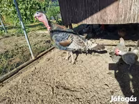 Turkeys — الصورة 2