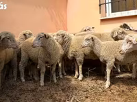 كبش, Ile-de-France sheep — الصورة 1