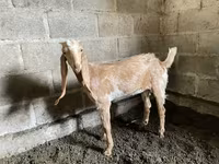 عنزة, Nubian Goat — الصورة 2