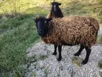 Oveja, Ouessant sheep — foto 1