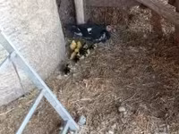 Ducks — फ़ोटो 4