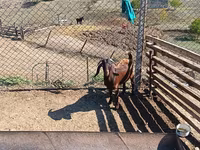 公山羊, Goats — 照片 2