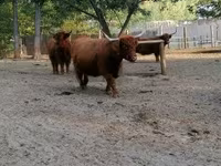 Vaca, Highland — foto 2