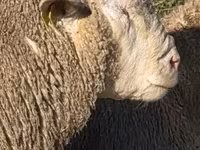 Carneiro, Ile-de-France sheep — foto 2