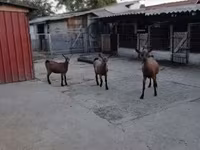 公山羊, Goats — 照片 1