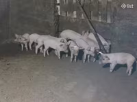 Boar, Pigs — photo 3