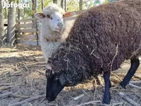 भेड़, Merino sheep — फ़ोटो 3