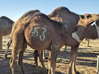 Camel, Arvana camel — photo 2