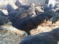 Ayam Cemani — 7. fotó