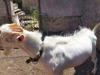 Billy Goat, Saanen goat — photo 5