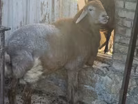 Beran, Arashan sheep — foto 3