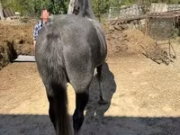 Madyan, Lipizzaner — foto 3