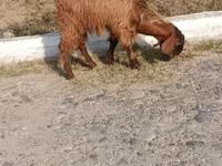 Cabras (lote, sexo no especificado), Cabras — foto 3
