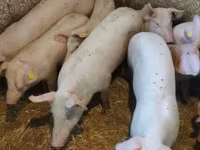 Säue, Schweine — Foto 6