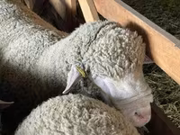 公羊, Ile-de-France sheep — 照片 3