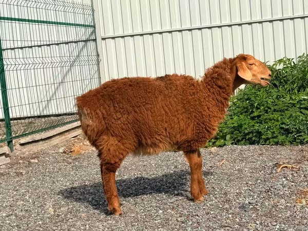 भेड़, Hissar sheep