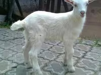 Keçi, Saanen goat — foto 2