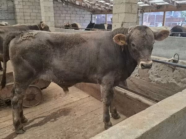 Bika, Aberdeen-Angus