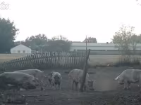 母猪, Pigs — 照片 3
