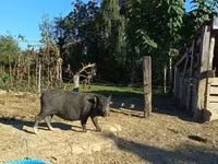 Sow, Pigs — photo 3