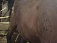 母马, Horses — 照片 2