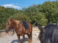 Caballo, Caballos — foto 6