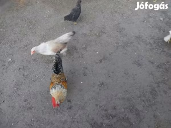 Japanisches Bantam