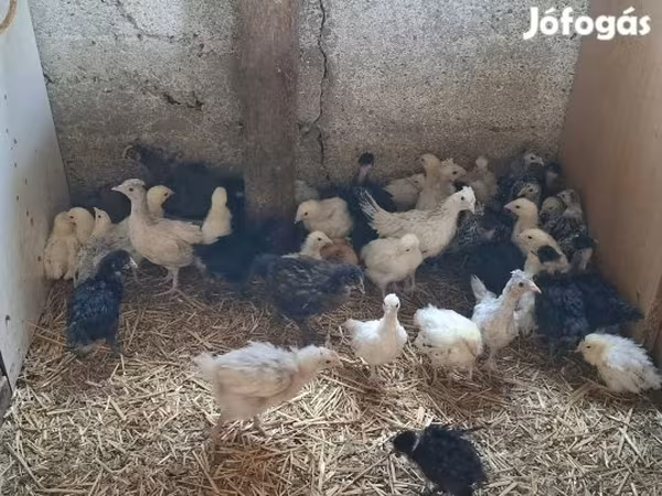 Chickens — Hungary