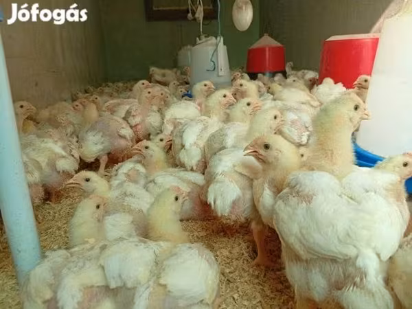 Chickens