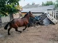 Caballo, Caballos — foto 2