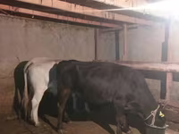 Vaca, Raza Auliékol — foto 2