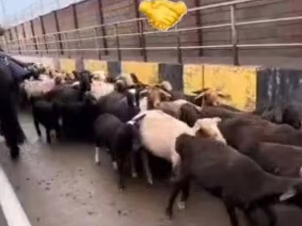 Kos, Juhok