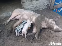 Säue, Schweine — Foto 2