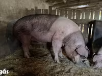 公猪, Pigs — 照片 1