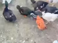 Ducks — photo 3