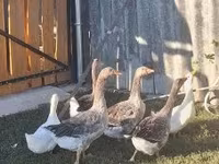 Geese — Foto 2
