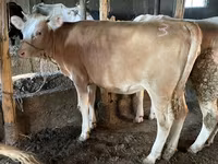 Bika, Simmental cattle — 1. fotó