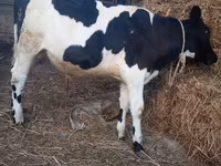Toro, Russian Black pied cattle — foto 5