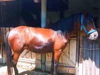 母马, Horses — 照片 2