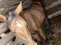 Jument, Chevaux — photo 2
