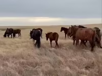 Yegua, Horse breed — foto 4